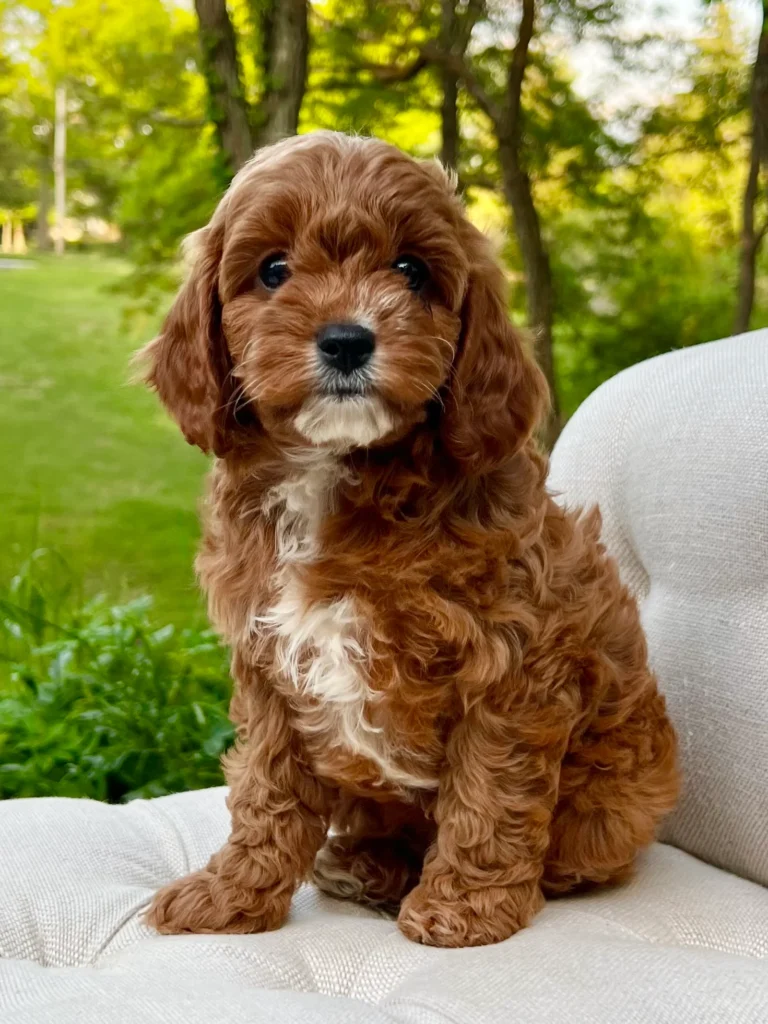 cavapoo puppies