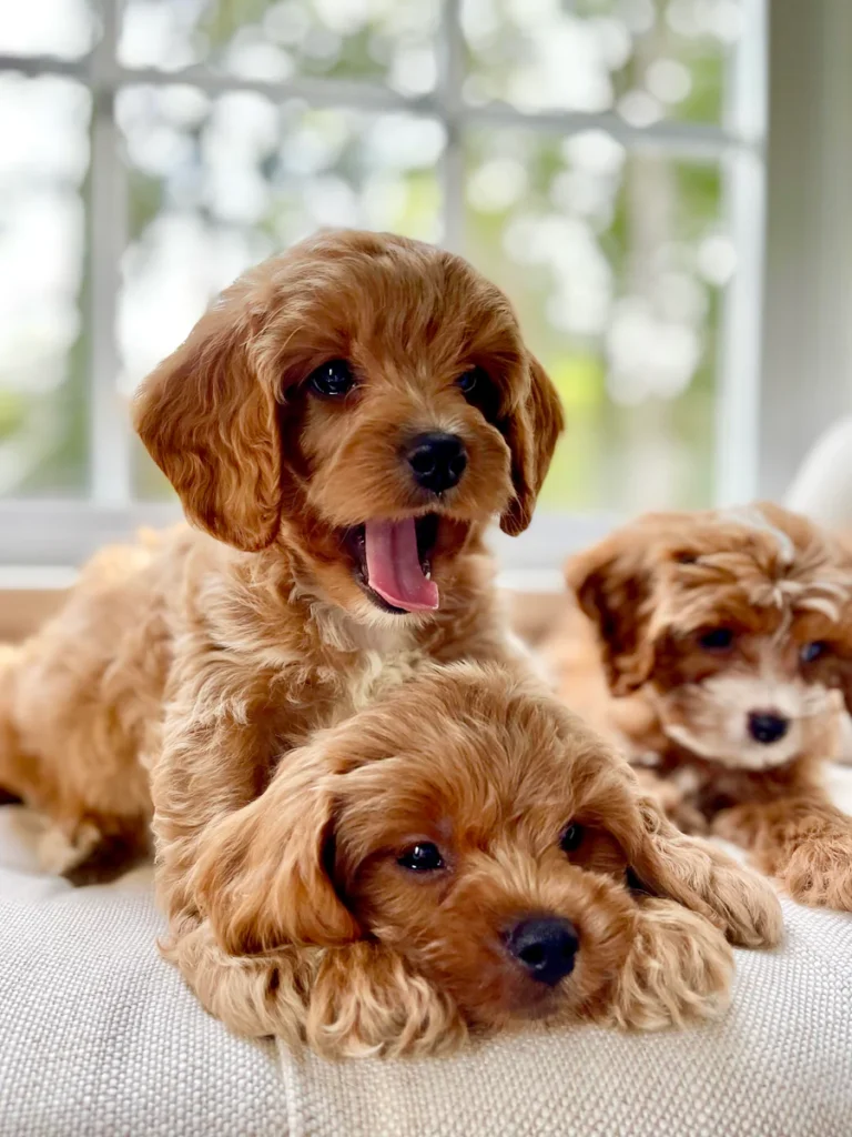 cavapoo puppies