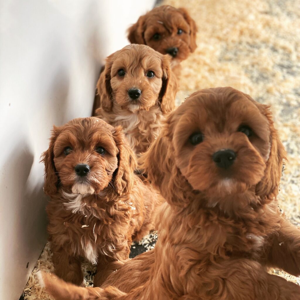 cavapoo puppies