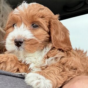 cavapoo puppies
