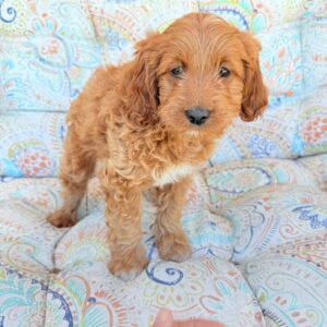 cavapoo puppies