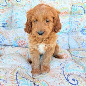 cavapoo puppies