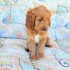 cavapoo puppies