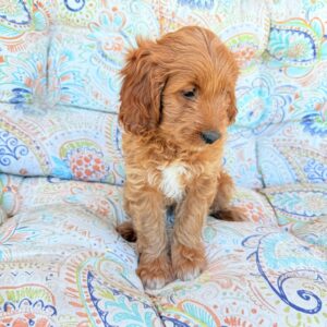 cavapoo puppies