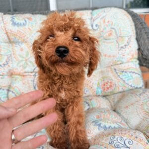 cavapoo puppies