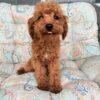 cavapoo puppies