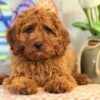 cavapoo puppies