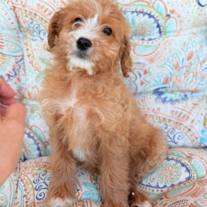 cavapoo puppies