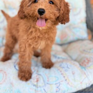 cavapoo puppies