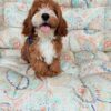 cavapoo puppies
