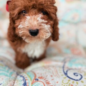 CAVAPOO PUPPIES