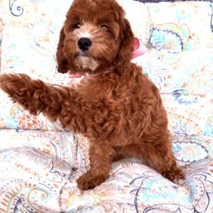 cavapoo puppies