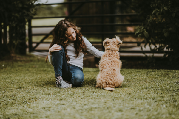 cavapoo puppies