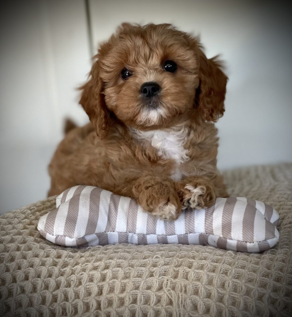 cavapoo puppies
